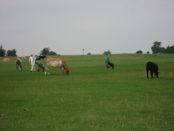 Vaches et golfeurs près de Minchinhampton (10)