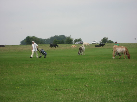 Vaches et golfeurs près de Minchinhampton (11)