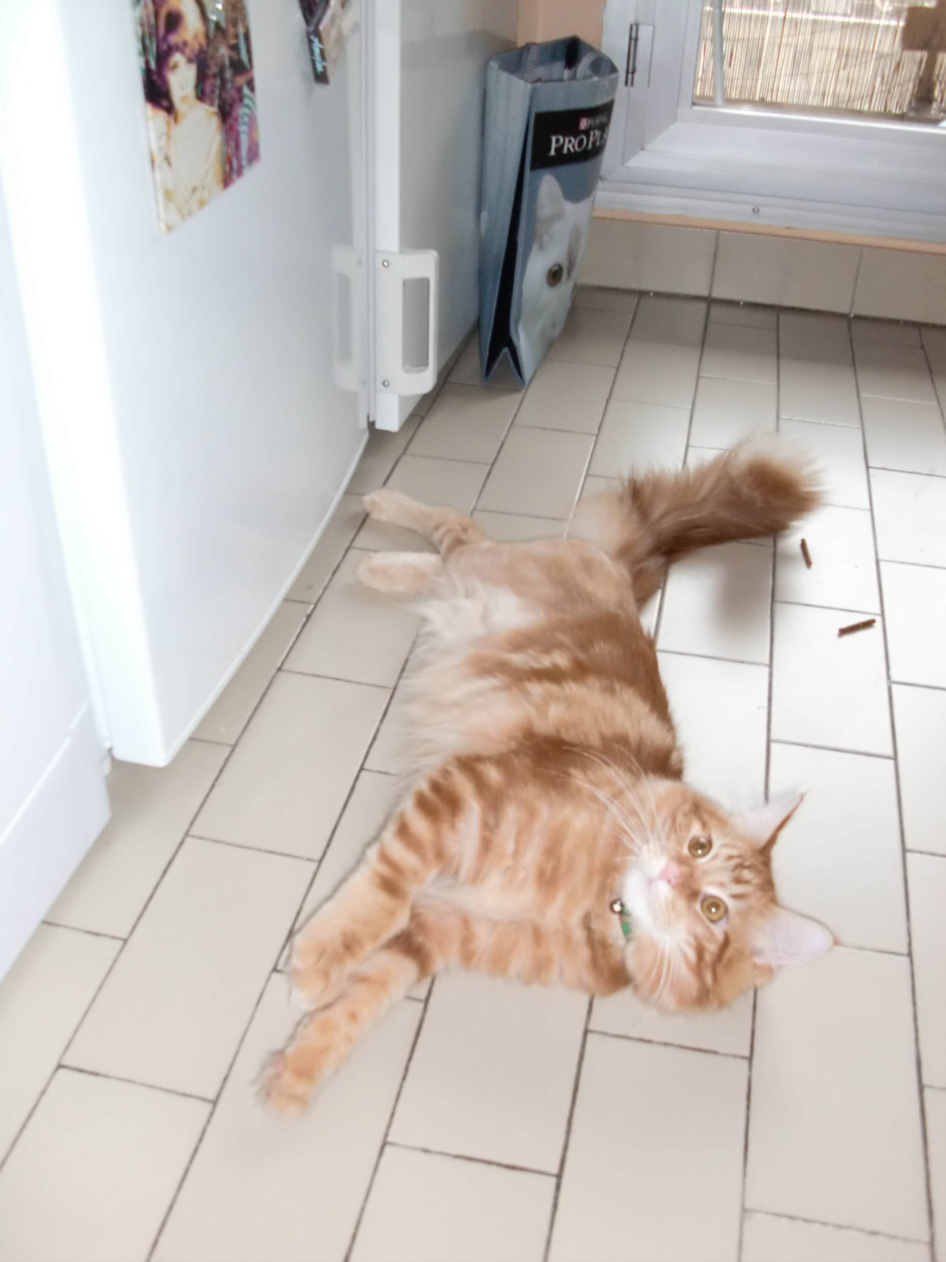 Pneumothorax Chez Un Chat Chats Forum Animaux Doctissimo Pneumothorax Chez Un Chat Chats Forum Animaux Doctissimo