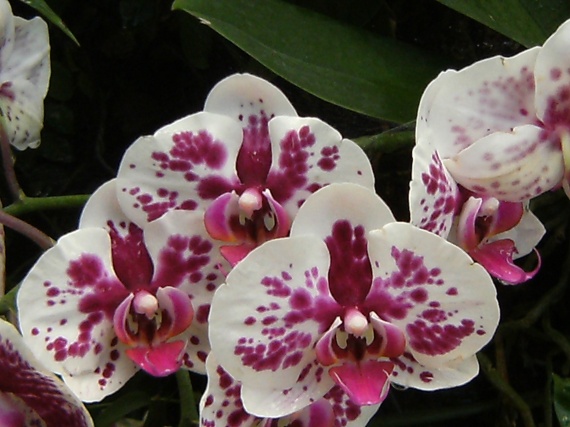 Orchidées mouchetées