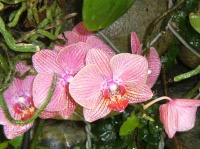 Orchidées roses