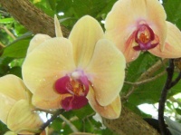 Orchidées jaunes