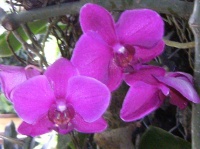 Orchidées fuschia