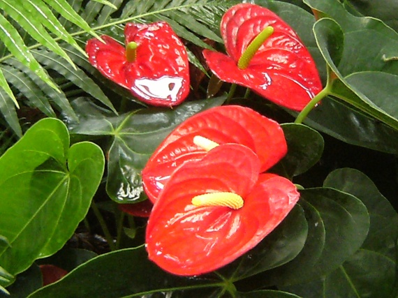 Arums rouges