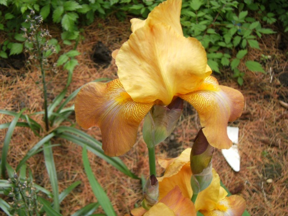 Iris mordoré