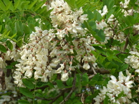 Fleurs d'acacia