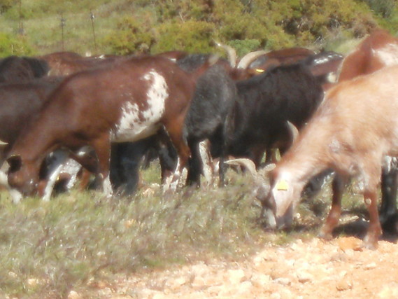 Chèvres du Rove