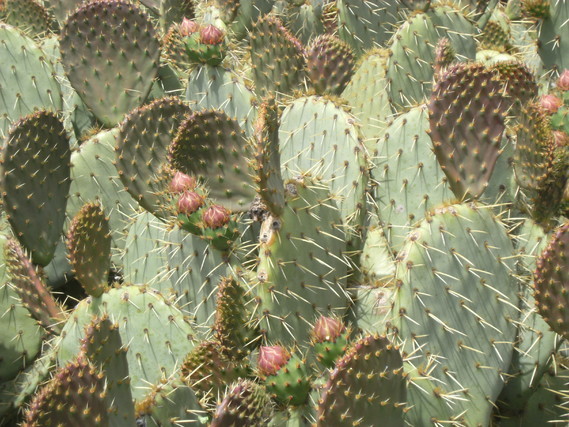 Bourgeons de cactus