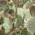 Bourgeons de cactus