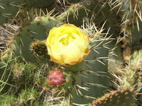Fleur de Cactus