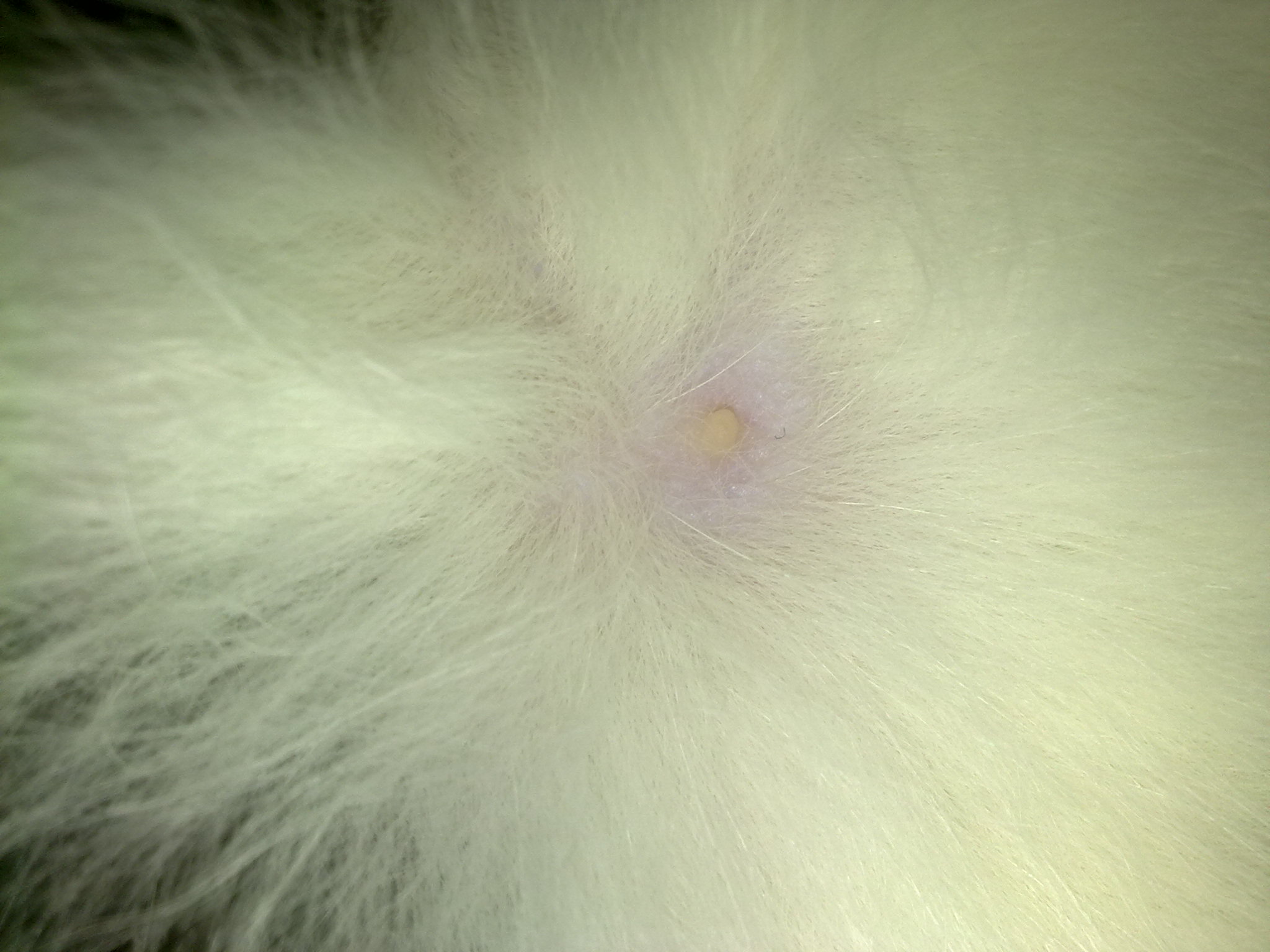 Protuberance Chaton 6mois Medecine Veterinaire Forum Animaux Doctissimo Protuberance Chaton 6mois Medecine Veterinaire Forum Animaux Doctissimo