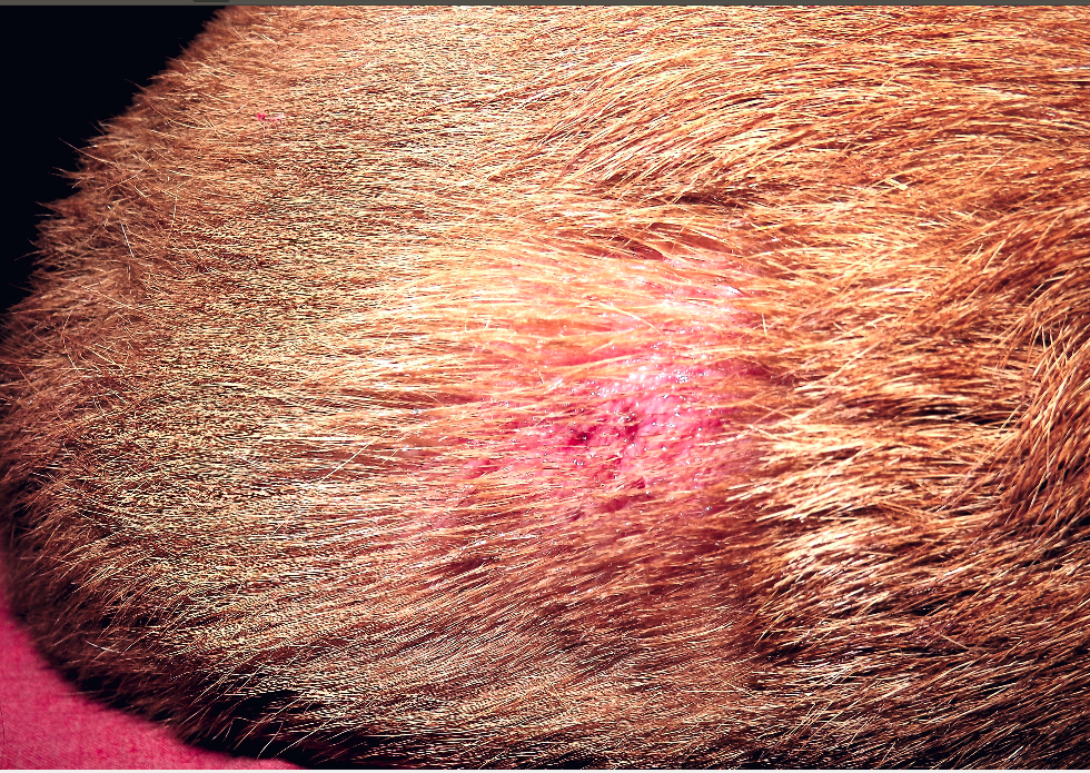 Mon Chien Se Gratte Jusqu Au Sang Medecine Veterinaire Forum Animaux Doctissimo Mon Chien Se Gratte Jusqu Au Sang Medecine Veterinaire Forum Animaux Doctissimo