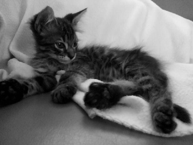 Comment Savoir Si Un Chaton Aura Les Poils Longs Ou Mi Long Chats Forum Animaux Doctissimo Comment Savoir Si Un Chaton Aura Les Poils Longs Ou Mi Long Chats Forum Animaux Doctissimo