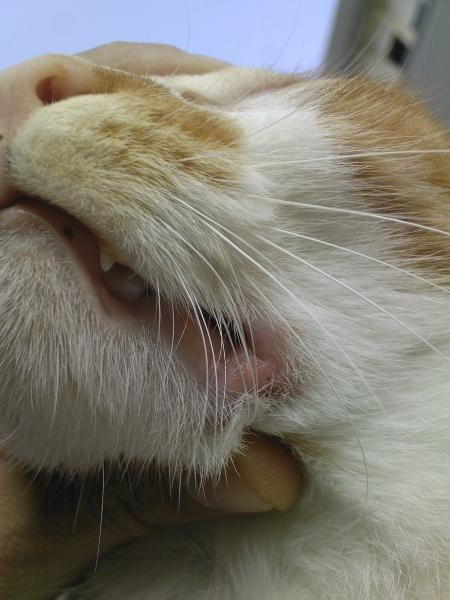 Infection Au Coin De La Bouche De Mon Guizmo Chats Forum Animaux Doctissimo Infection Au Coin De La Bouche De Mon Guizmo Chats Forum Animaux Doctissimo