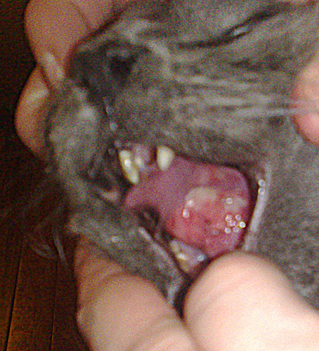 Urgence Chat Granulome Avec Aphtes Sous La Langue Besoin D Aide Medecine Veterinaire Forum Animaux Doctissimo Urgence Chat Granulome Avec Aphtes Sous La Langue Besoin D Aide Medecine Veterinaire Forum Animaux Doctissimo