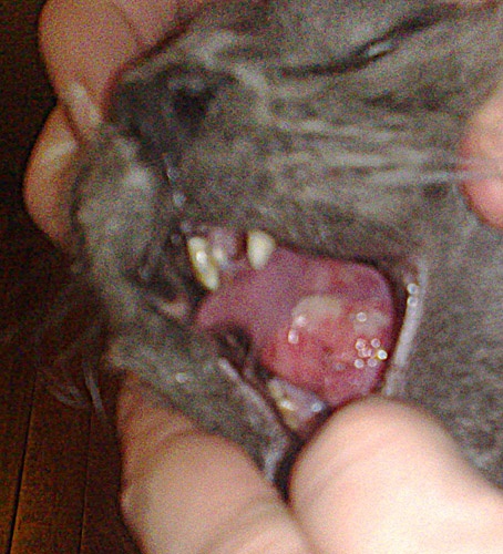 Urgence Chat Granulome Avec Aphtes Sous La Langue Besoin D Aide Medecine Veterinaire Forum Animaux Doctissimo Urgence Chat Granulome Avec Aphtes Sous La Langue Besoin D Aide Medecine Veterinaire Forum Animaux Doctissimo
