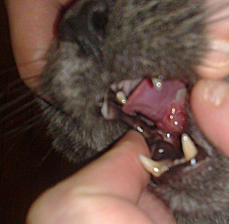 Urgence Chat Granulome Avec Aphtes Sous La Langue Besoin D Aide Medecine Veterinaire Forum Animaux Doctissimo Urgence Chat Granulome Avec Aphtes Sous La Langue Besoin D Aide Medecine Veterinaire Forum Animaux Doctissimo