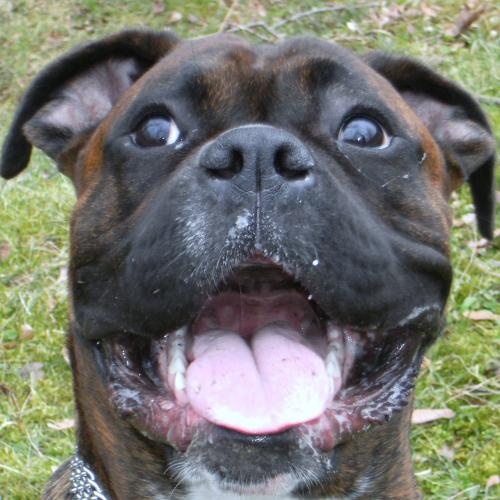 Boxer Ou Staff Forum Libre Animaux Forum Animaux Doctissimo Boxer Ou Staff Forum Libre Animaux Forum Animaux Doctissimo