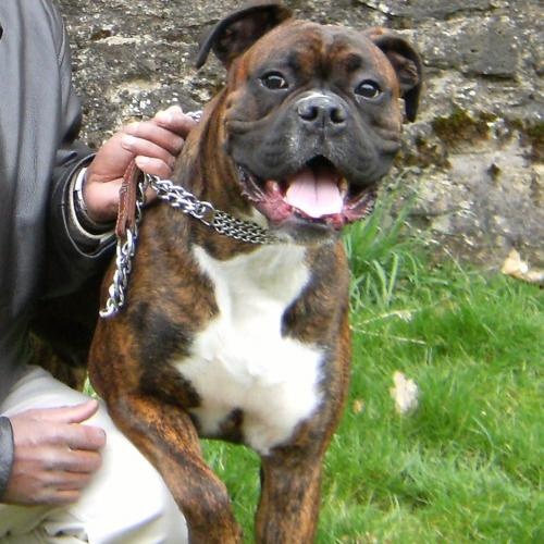 Boxer Ou Staff Forum Libre Animaux Forum Animaux Doctissimo Boxer Ou Staff Forum Libre Animaux Forum Animaux Doctissimo