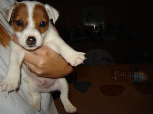 Quel Est Le Chien Le Plus Petit Qui Ne Grandit Pas Chiens Forum Animaux Doctissimo