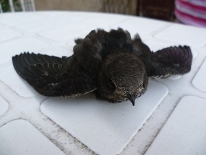 Martinet Noir Oiseaux Forum Animaux Doctissimo Martinet Noir Oiseaux Forum Animaux Doctissimo