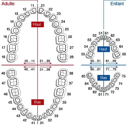 Dent De Lait Grise Suite Choc Dent De Lait Grise Suite Choc