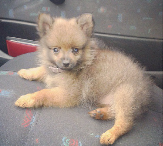 Loulou De Pomeranie Nain Chiens Forum Animaux Doctissimo Loulou De Pomeranie Nain Chiens Forum Animaux Doctissimo