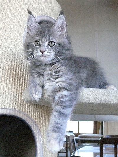 Croise Maine Coon 3mois Chats Forum Animaux Doctissimo Croise Maine Coon 3mois Chats Forum Animaux Doctissimo