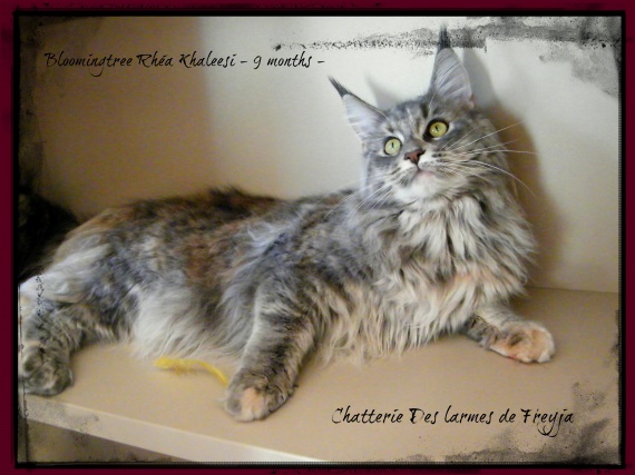 Courbe De Croissance D Un Maine Coon Courbe De Croissance D Un Maine Coon