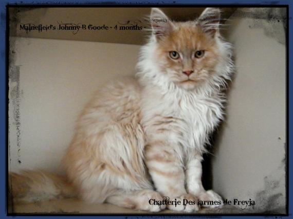 Courbe De Croissance D Un Maine Coon Courbe De Croissance D Un Maine Coon