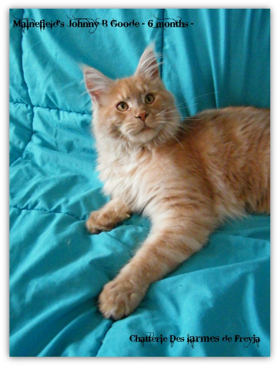Vos photos de maine coon!