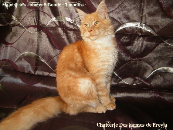 De Race Non Mais Croise Maine Coon Ou Pas De Race Non Mais Croise Maine Coon Ou Pas