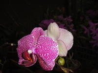 La flore au Costa Rica I