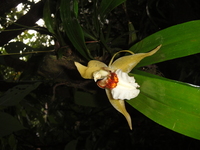 La flore au Costa Rica II