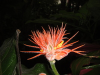 La flore au Costa Rica IV