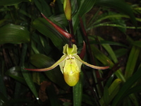 La flore au Costa Rica V