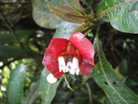 La flore au Costa Rica VI