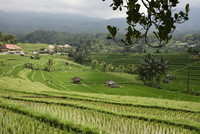 Bali - 25 Septembre 2018 - Belimbing - Et toujours ces rizières en terrasses adossées au Mont Agung