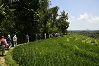 Bali - 30 Septembre 2018 - Le village de Kastala et ses rizières en terrasses - DSC3522