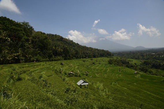 Bali - 30 Septembre 2018 - Le village de Kastala et ses rizières en terrasses - DSC3520