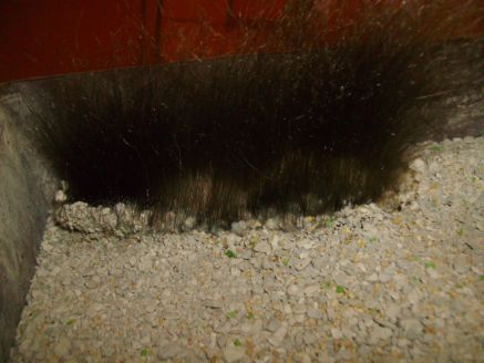 Poil De Mon Chat Qui Pousse Dans Sa Litiere Chats Forum Animaux Doctissimo Poil De Mon Chat Qui Pousse Dans Sa Litiere Chats Forum Animaux Doctissimo