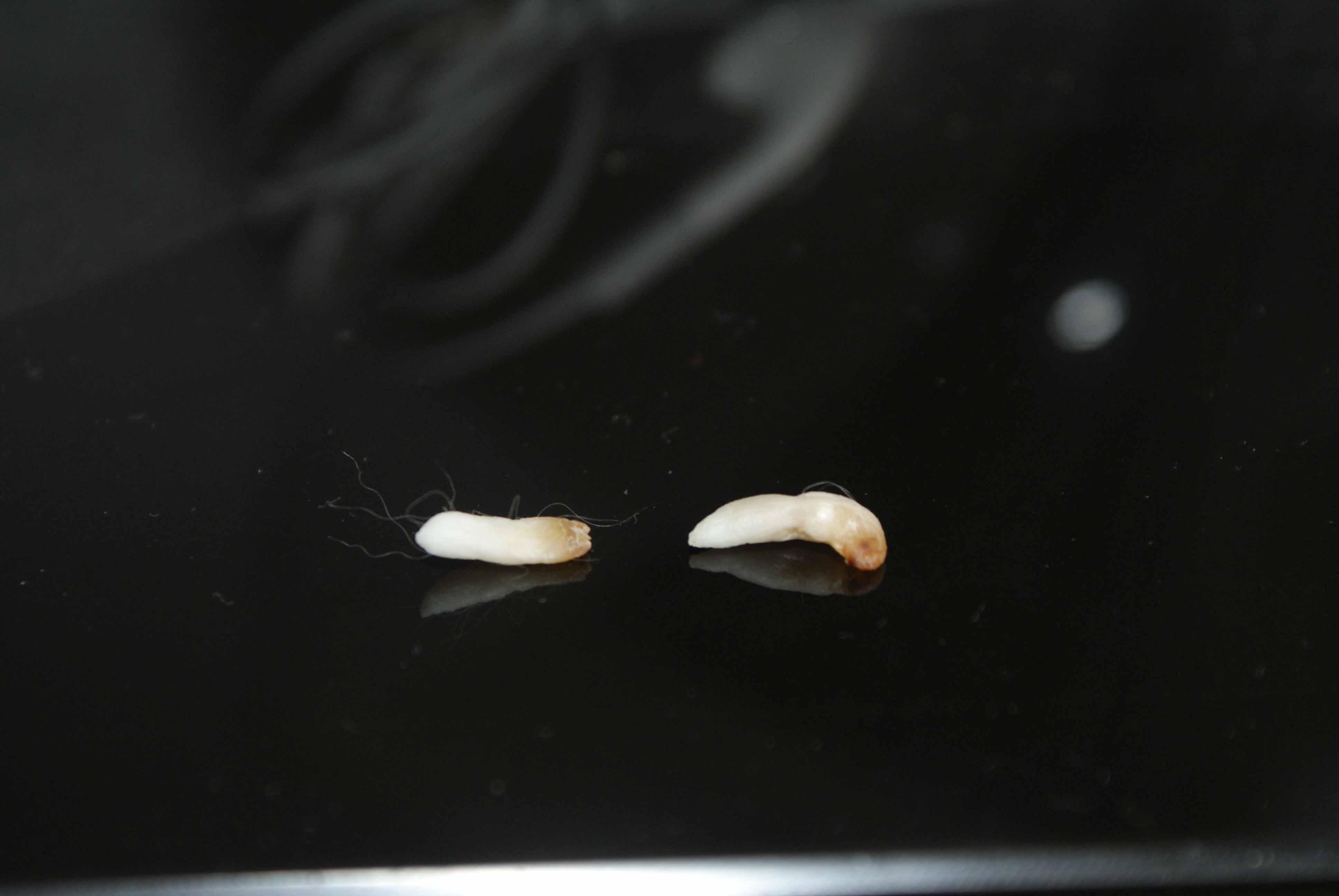 Parasites Sous La Peau De Mon Chat Medecine Veterinaire Forum Animaux Doctissimo Parasites Sous La Peau De Mon Chat Medecine Veterinaire Forum Animaux Doctissimo