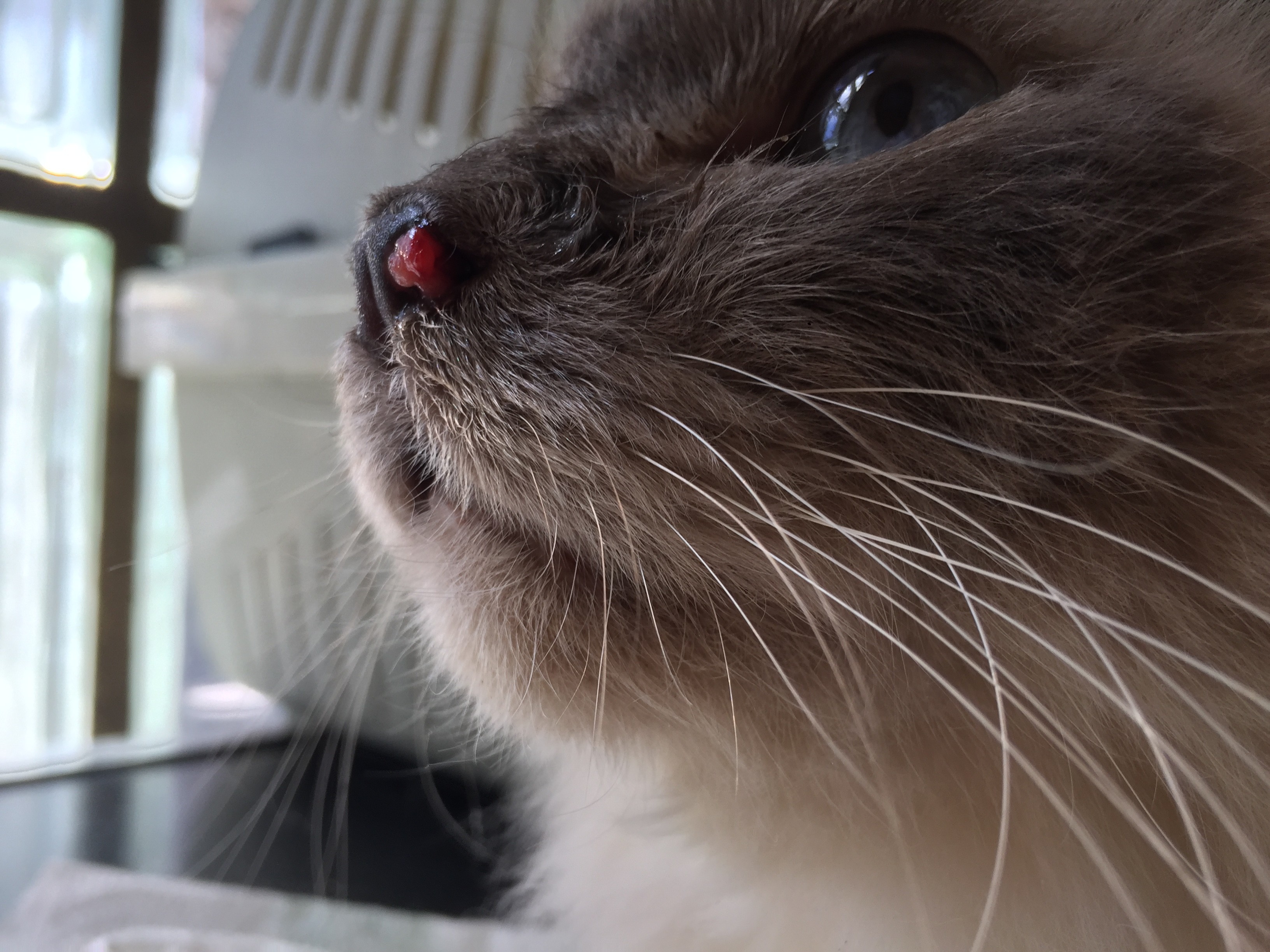 Tumeur Du Nez Fulgurante La Sante De Votre Chat Chats Forum Animaux Doctissimo Tumeur Du Nez Fulgurante La Sante De Votre Chat Chats Forum Animaux Doctissimo