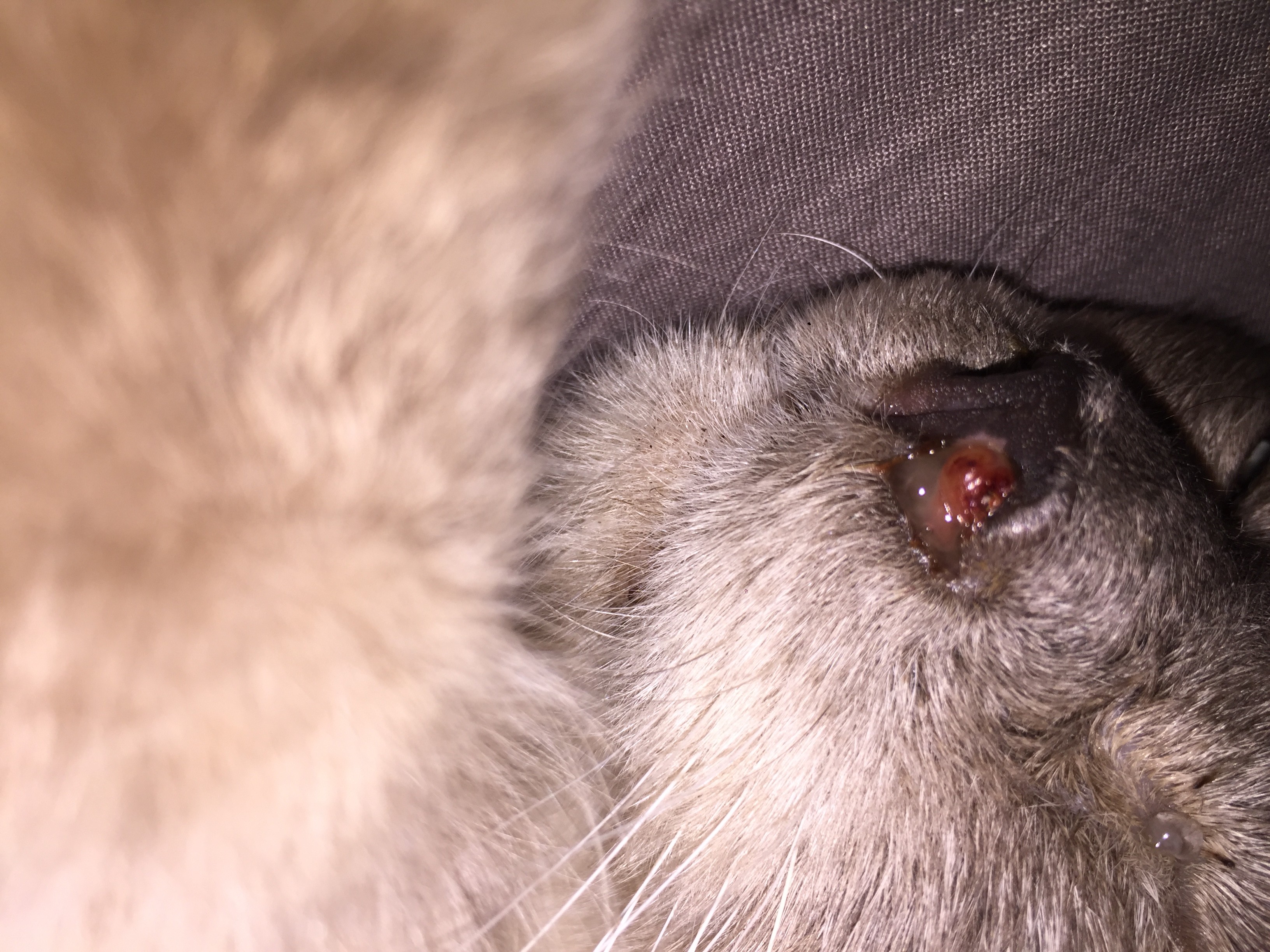 Tumeur Du Nez Fulgurante La Sante De Votre Chat Chats Forum Animaux Doctissimo Tumeur Du Nez Fulgurante La Sante De Votre Chat Chats Forum Animaux Doctissimo