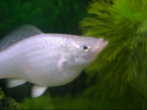 Probleme Molly Aquariums Et Vivariums Forum Animaux Doctissimo