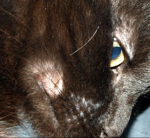 Boule Coin De La Bouche Chats Forum Animaux Doctissimo Boule Coin De La Bouche Chats Forum Animaux Doctissimo