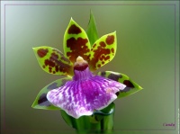orchidee-verte-et-mauve