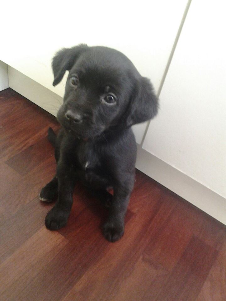 Croise Labrador Epagneul Et Son Education Education Et Comportement Canin Chiens Forum Animaux Doctissimo Croise Labrador Epagneul Et Son Education Education Et Comportement Canin Chiens Forum Animaux Doctissimo