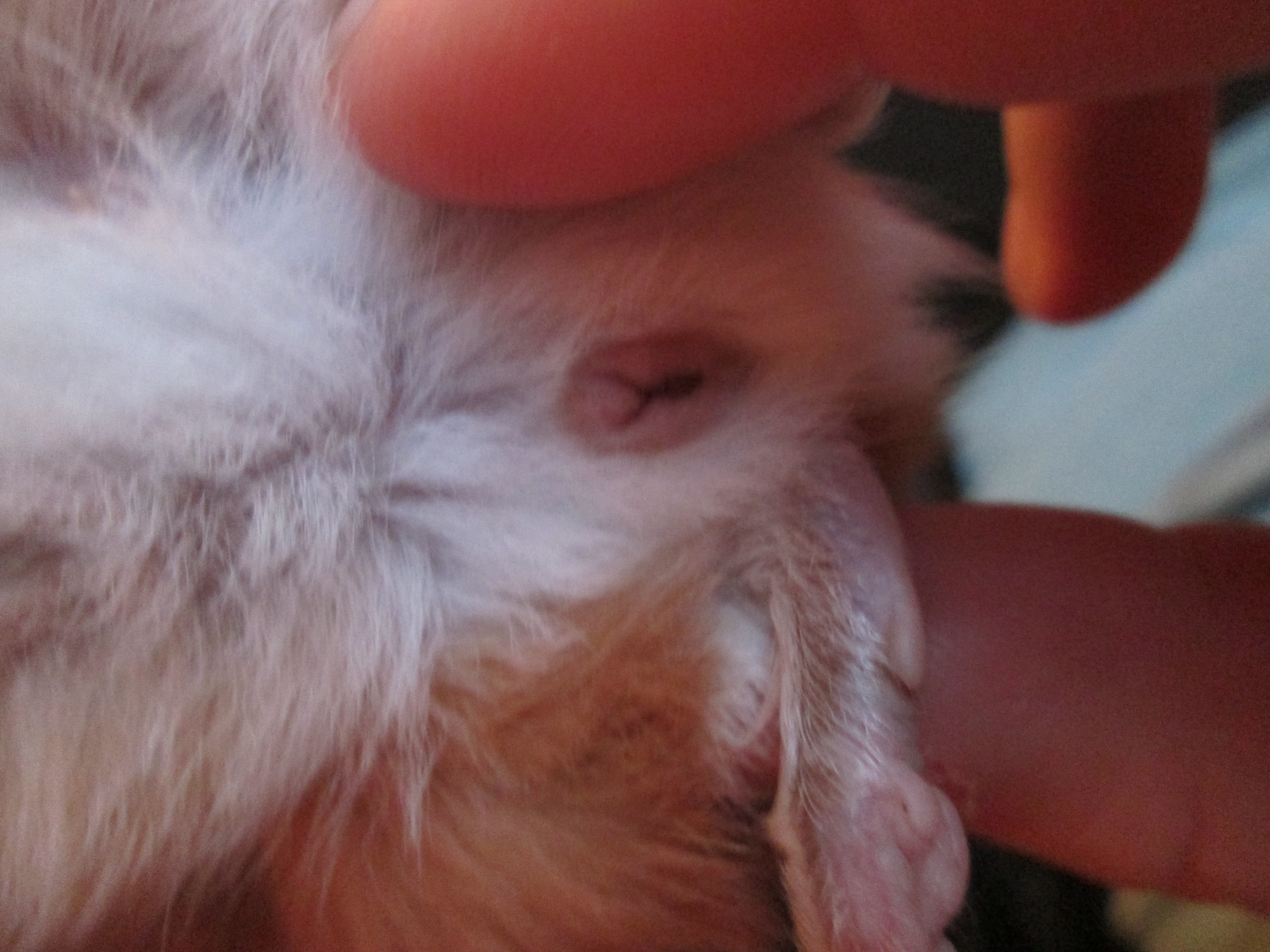 Bebes Cochon D Inde Male Ou Femelle Hamsters Cochons D Inde Lapins Forum Animaux Doctissimo Bebes Cochon D Inde Male Ou Femelle Hamsters Cochons D Inde Lapins Forum Animaux Doctissimo