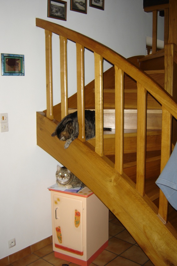 Frimousse dans l'escalier veut jouer avec son frère sur le meuble sous l'escalier